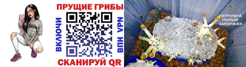 Галлюциногенные грибы Magic Shrooms  цена   hydra маркетплейс  Балашов 